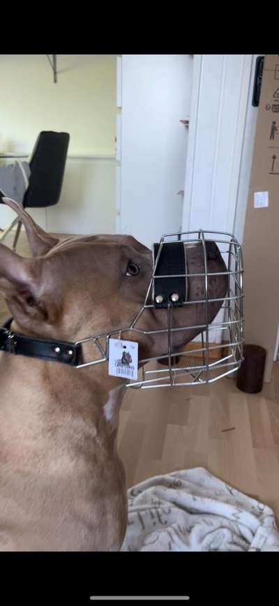 Wie sitzt mein Maulkorb / Maulkorb-Beratung-Beitrag-Bild