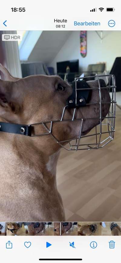 Wie sitzt mein Maulkorb / Maulkorb-Beratung-Beitrag-Bild