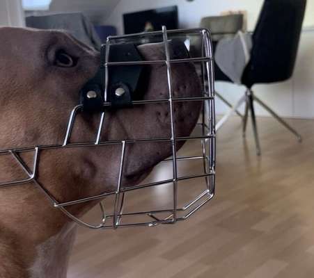 Wie sitzt mein Maulkorb / Maulkorb-Beratung-Beitrag-Bild