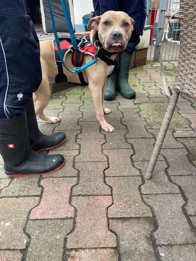 Freunde von 'Kampfhunden'-Beitrag-Bild