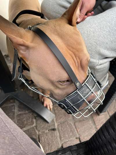 Wie sitzt mein Maulkorb / Maulkorb-Beratung-Beitrag-Bild