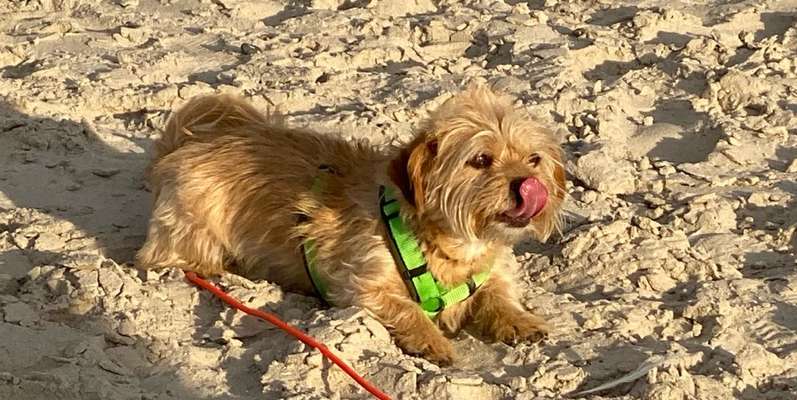 Unsere Fellnasen-Vielfalt im Überblick!-Beitrag-Bild