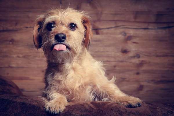 Mischlingshunde Foto Aufruf-Beitrag-Bild