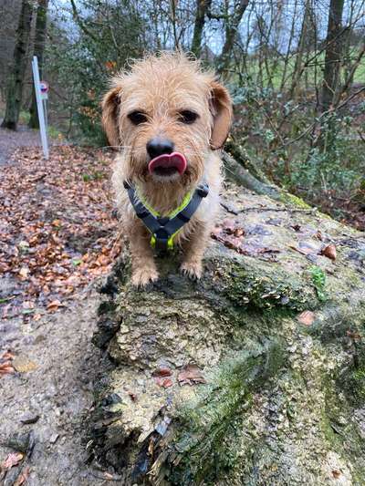 Wald Bild-Beitrag-Bild