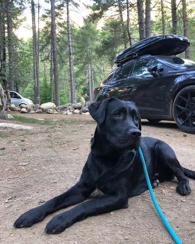 Welche Hunderasse-Beitrag-Bild