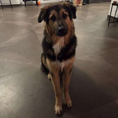 Hundetreffen-Sozialer Kontakt