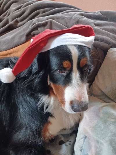 Berner Sennen-Beitrag-Bild