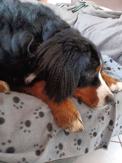 Berner Sennen-Beitrag-Bild