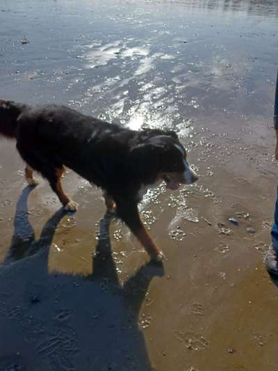 Berner Sennen-Beitrag-Bild