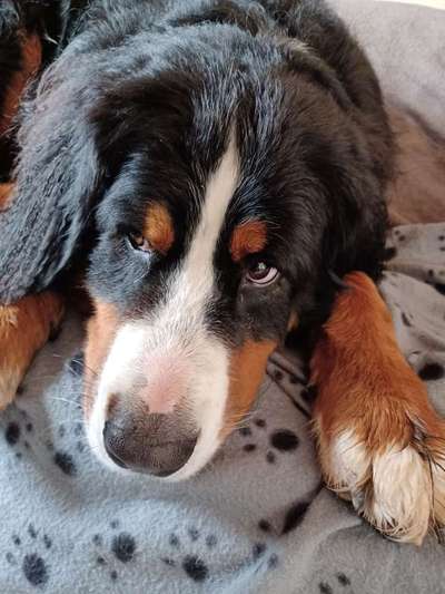 Berner Sennen-Beitrag-Bild