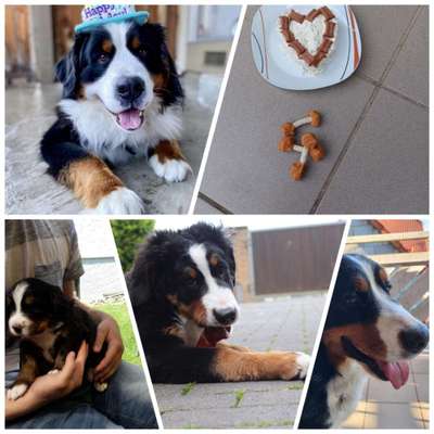 Berner Sennen-Beitrag-Bild