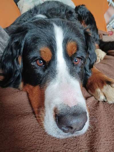 Berner Sennen-Beitrag-Bild