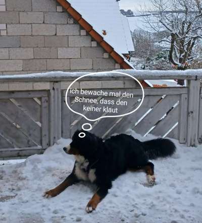 Berner Sennen-Beitrag-Bild