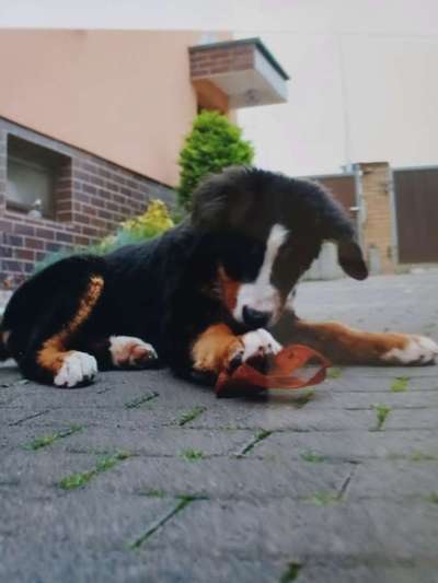 Welpen Bilder !-Beitrag-Bild