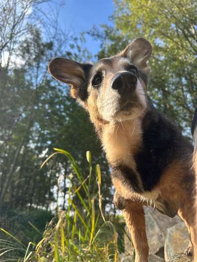 Hundetreffen-Gemeinsame Runden-Bild