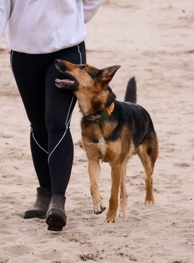 IGP- Fährten, Unterordnung, Schutzdienst-Beitrag-Bild