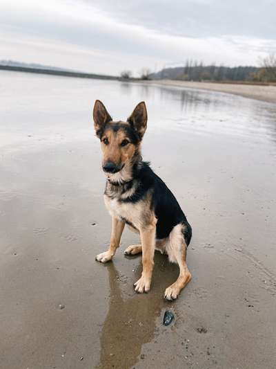 Schäferhund-Beitrag-Bild