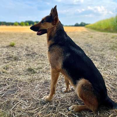 Hundetreffen-Spazieren gehen Bahrenfeld-Bild