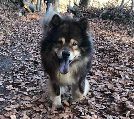 Die Dogorama Kalender Challenge Teil 2/4-Beitrag-Bild