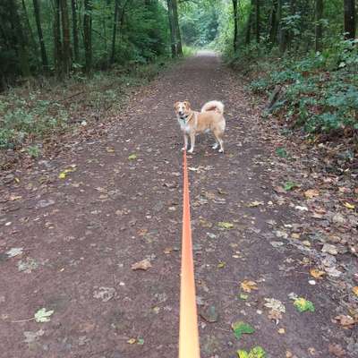 Auslandstierschutz-Beitrag-Bild