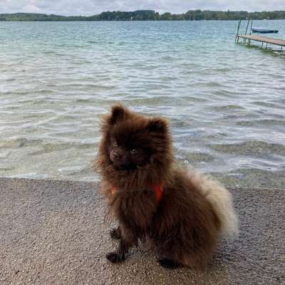 Hundetreffen-Kleiner Pomeranian sucht kleine Freunde-Bild