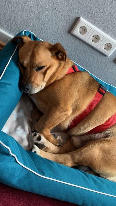 Auslandstierschutz-Beitrag-Bild