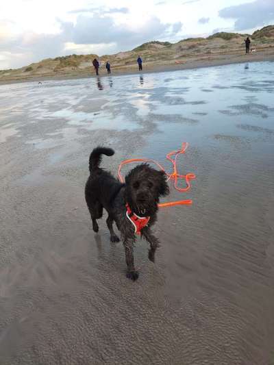 Gibt's hier noch mehr Border Collies???-Beitrag-Bild