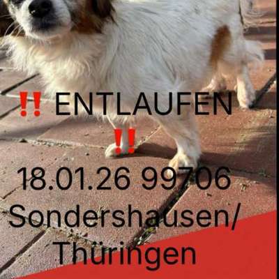 Suchmeldung-Linda-Bild