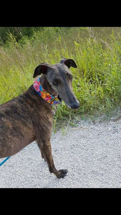 Windhunde - Treffen der besonderen Schönheiten
HERZLICH WILLKOMMEN-Beitrag-Bild