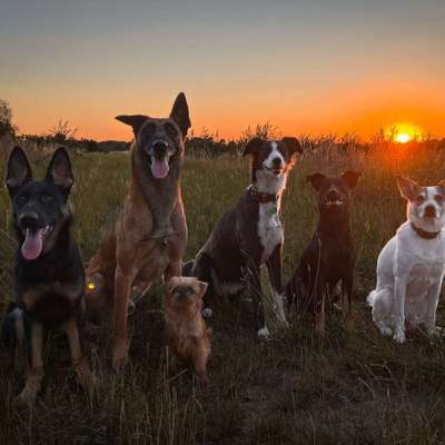 Hundetreffen-Gemeinsames Gassi und/oder Training in Niemegk und Umgebung-Bild