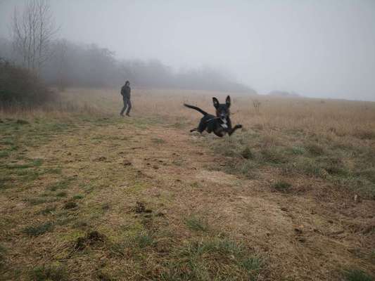 Dein Hund im Dogorama-Kalender 2021-Beitrag-Bild