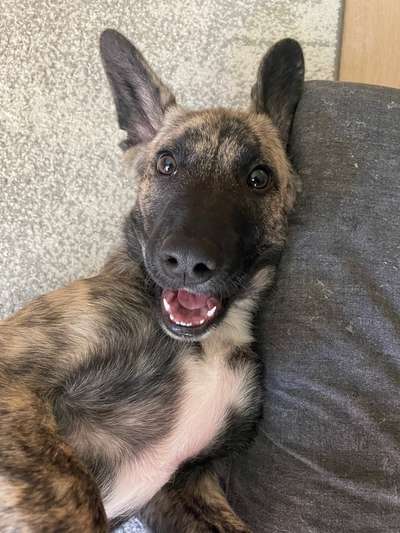 Fotosammlung: ,,Der natürliche Hund" Unbearbeitet, ungestellt und in Natura-Beitrag-Bild