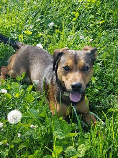 eure Spitznamen für die Vierbeiner-Beitrag-Bild