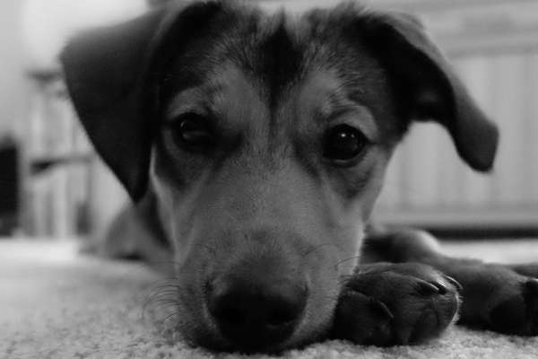 Dogorama Photo Challenge - Hundeblick zum hinschmelzen-Beitrag-Bild