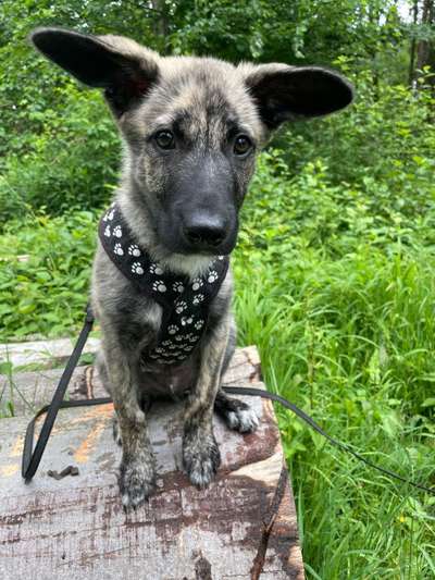 Außergewöhnliche Merkmale-Beitrag-Bild