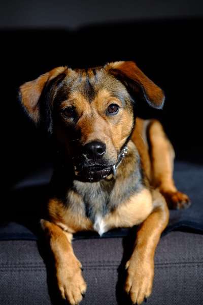 Mischlingshunde Foto Aufruf-Beitrag-Bild