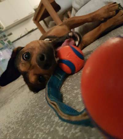 Dogorama Photo Challenge - Lieblingsspielzeug!-Beitrag-Bild