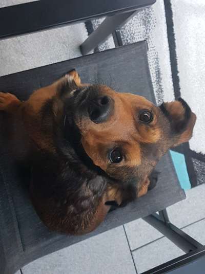 Kleine Hunde ganz Groß-Beitrag-Bild