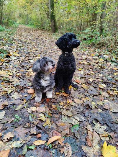 Hundetreffen-Gassirunde Niersaue-Bild