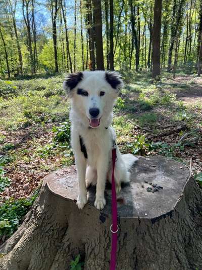 Hundetreffen-Kennlernspaziergang/Social Walk-Bild