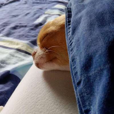 Darf der Hund bei Euch im Bett schlafen?-Beitrag-Bild