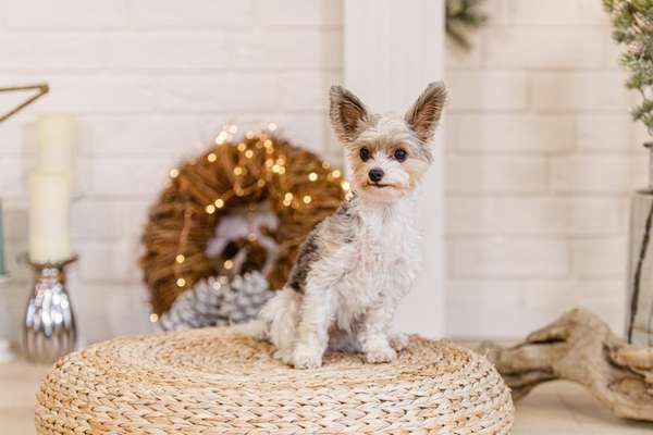 yorkshire Terrier austausch-Beitrag-Bild