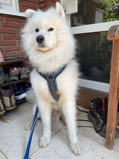 Samojede-Beitrag-Bild