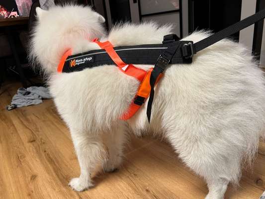 Samojede-Beitrag-Bild