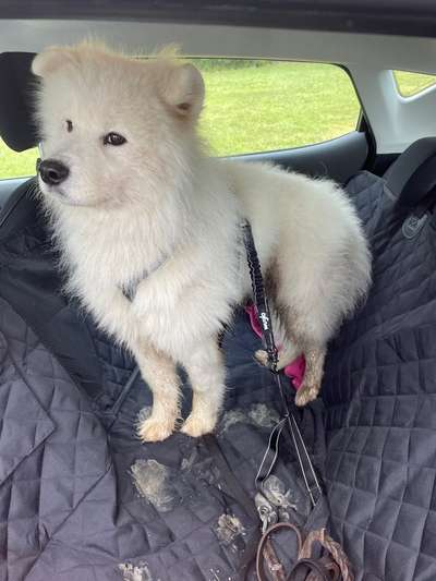 Samojede-Beitrag-Bild