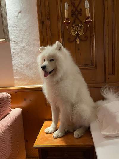 Samojede-Beitrag-Bild