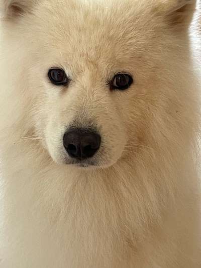 Samojede-Beitrag-Bild