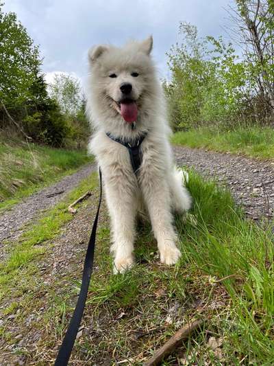 Samojede-Beitrag-Bild