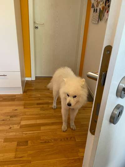 Samojede-Beitrag-Bild