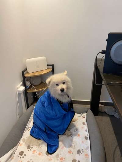 Samojede-Beitrag-Bild